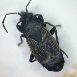 Trapezonotus anorus